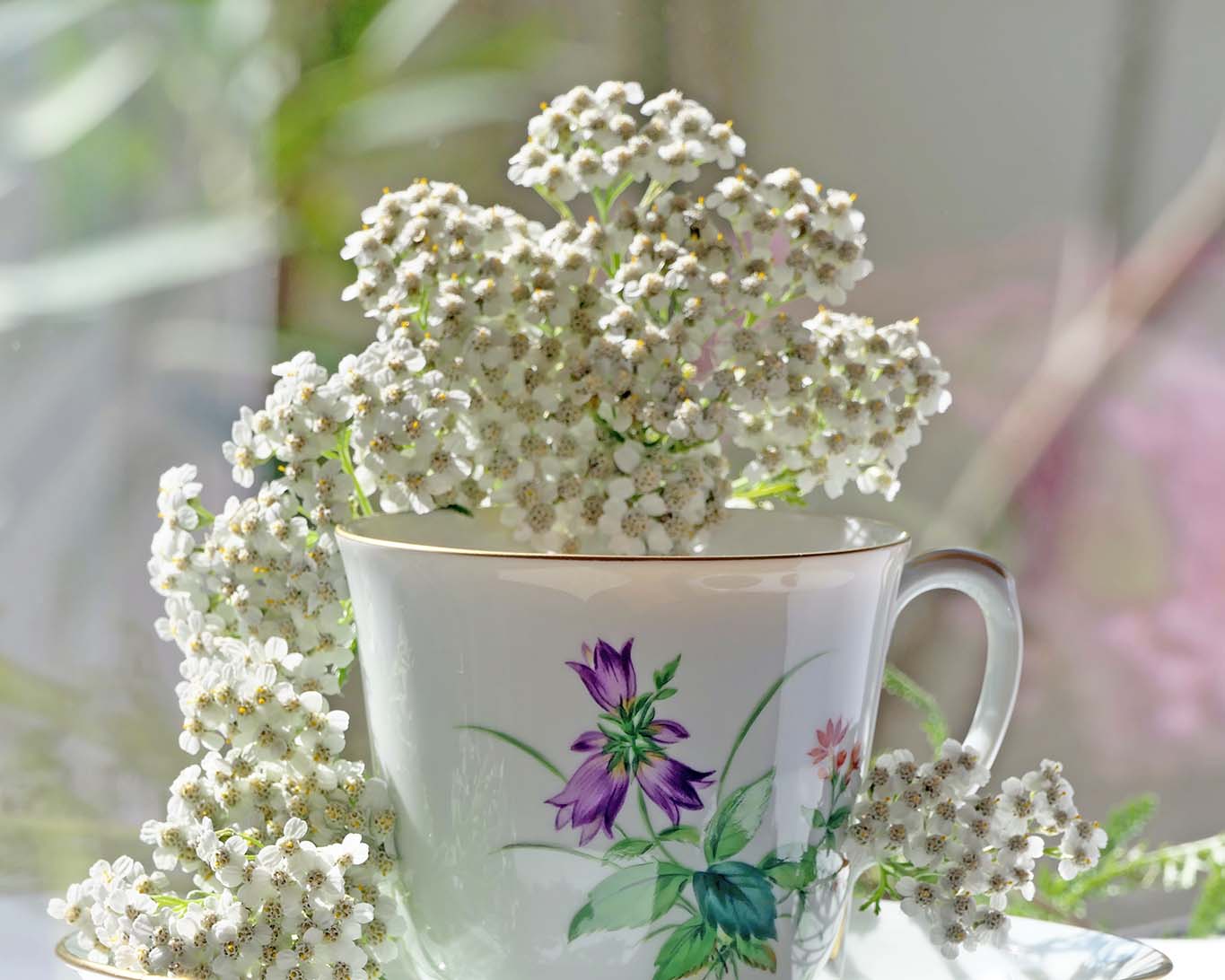 Schafgarbenblüten drapiert um eine Meissener Teetasse vom Dekor Wiesenblume verweisen auf Anwendungen mit Schafgarbentee.