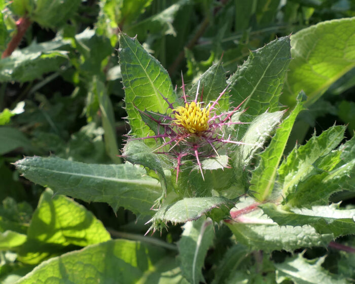 Benediktenkraut ist eine bereits im Mittelalter bekannte Heilpflanze und wurde schon damals bei Magenleiden und zum Würzen von Likören verwendet.