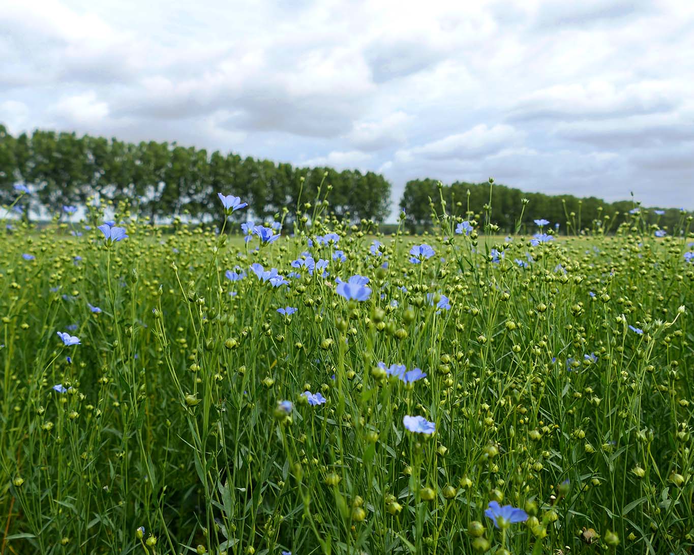 Das helle Blau der blühenden Lein-Felder gibt es nur für rund zehn Tage, mit viel Glück, bei gutem Wetter und für Frühaufsteher zu entdecken.