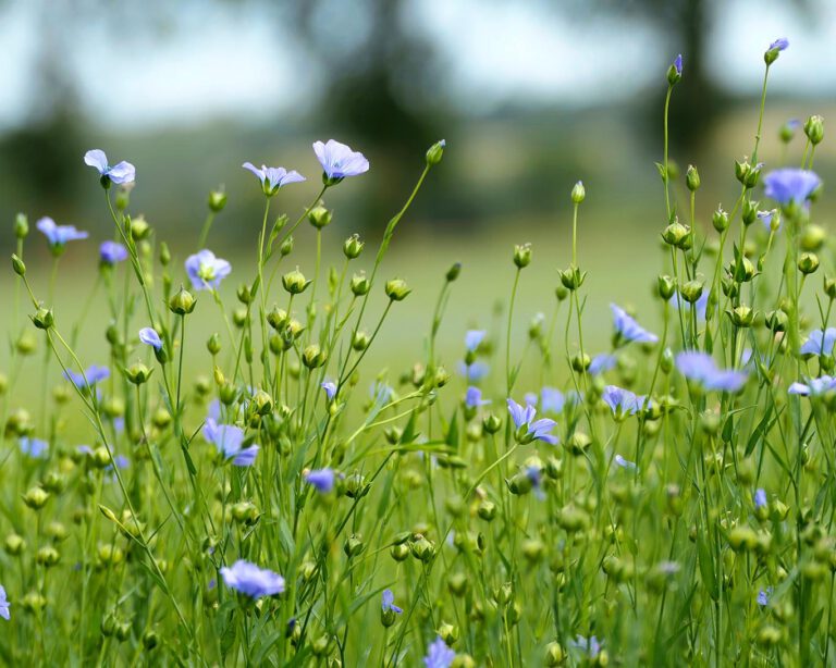 Wie kleine Himmelsspiegel leuchten die Blüten der Flachs- und Leinpflanzen in der Haute Normandie.
