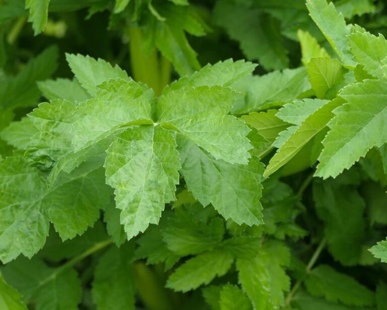 Liebstöckel ist kein Aphrodisiakum und kein Libidoverstärker, es sei denn, es handelt sich um einen fabulierenden Heilpraktiker oder Heilpraktikerin.