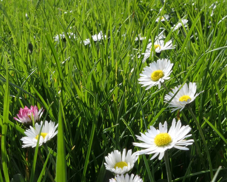 Keine Blume regt die Kinderfantasie so an wie das Gänseblümchen.