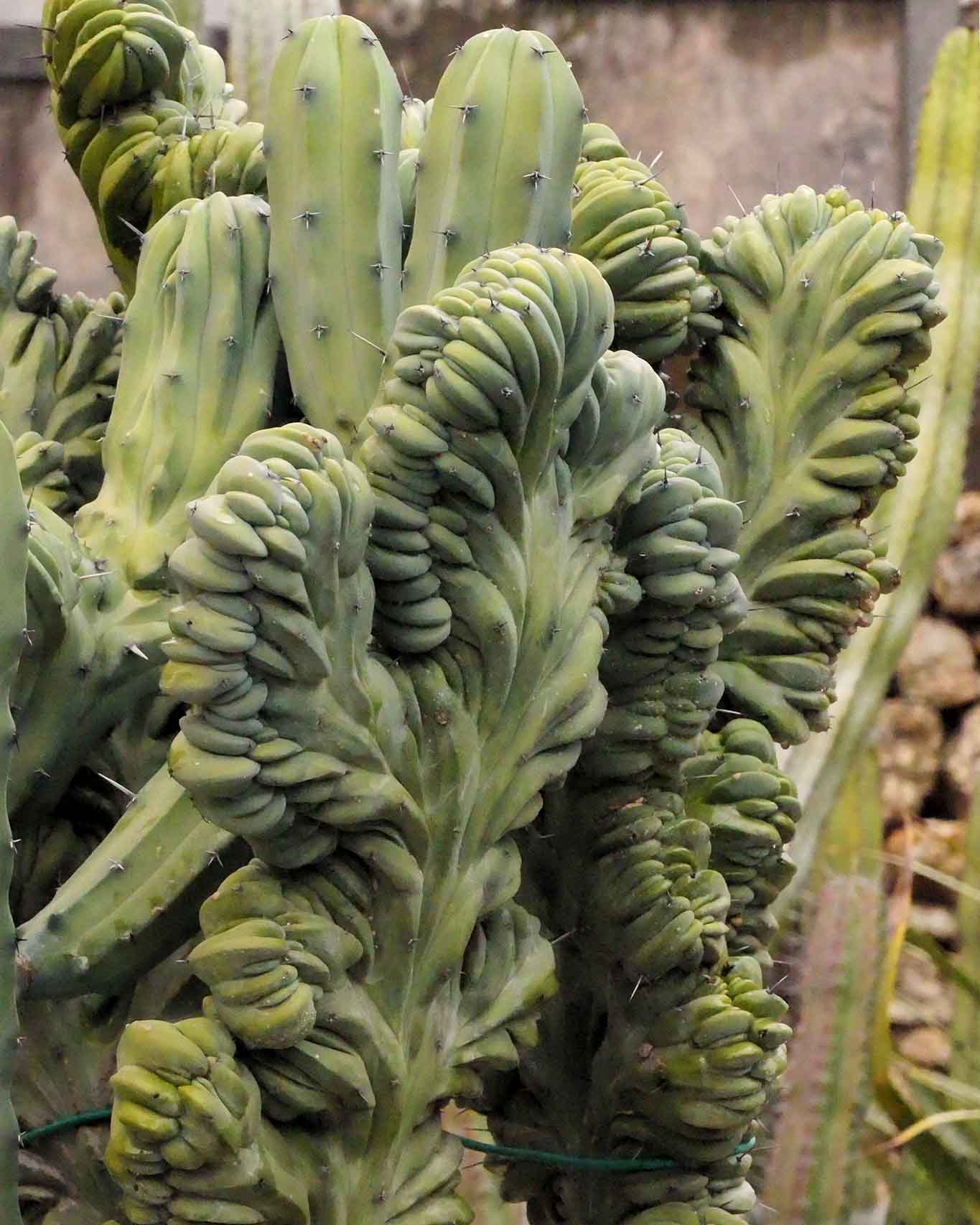 Formschöne Gewächse in der Sammlung des Orto Botanico dell’Università di Catania.