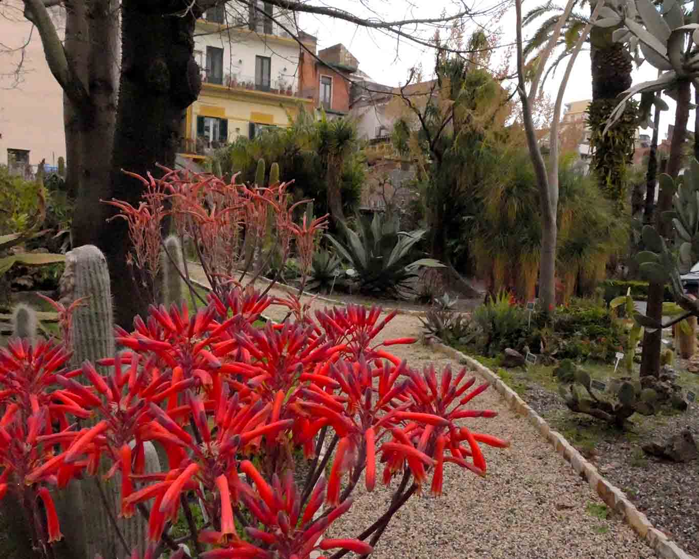 Kein riesiges Gelände sondern mehr ein Stadtgarten ist der Orto Botanico dell’Università di Catania mit seinen Kakteen, Palmen und Sukkulenten.