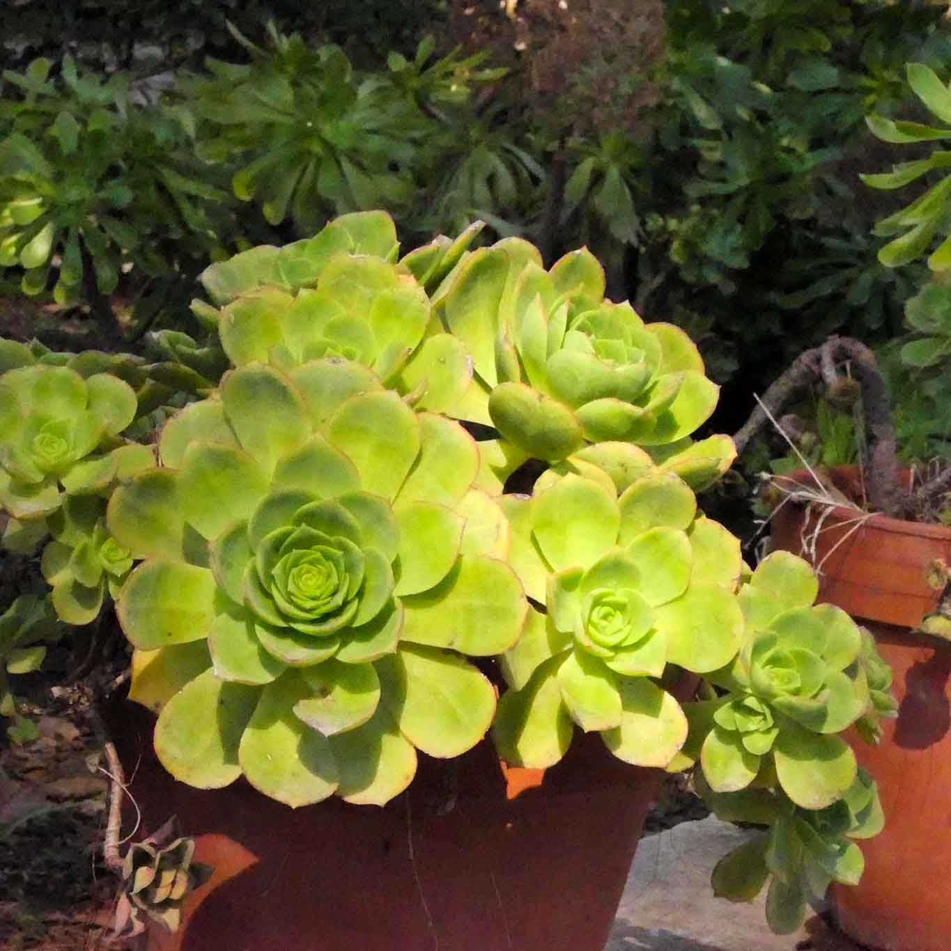 Sukkulenten wir Kakteen gehören zu den Exoten der Sammlung des Orto Botanico dell’Università di Catania.