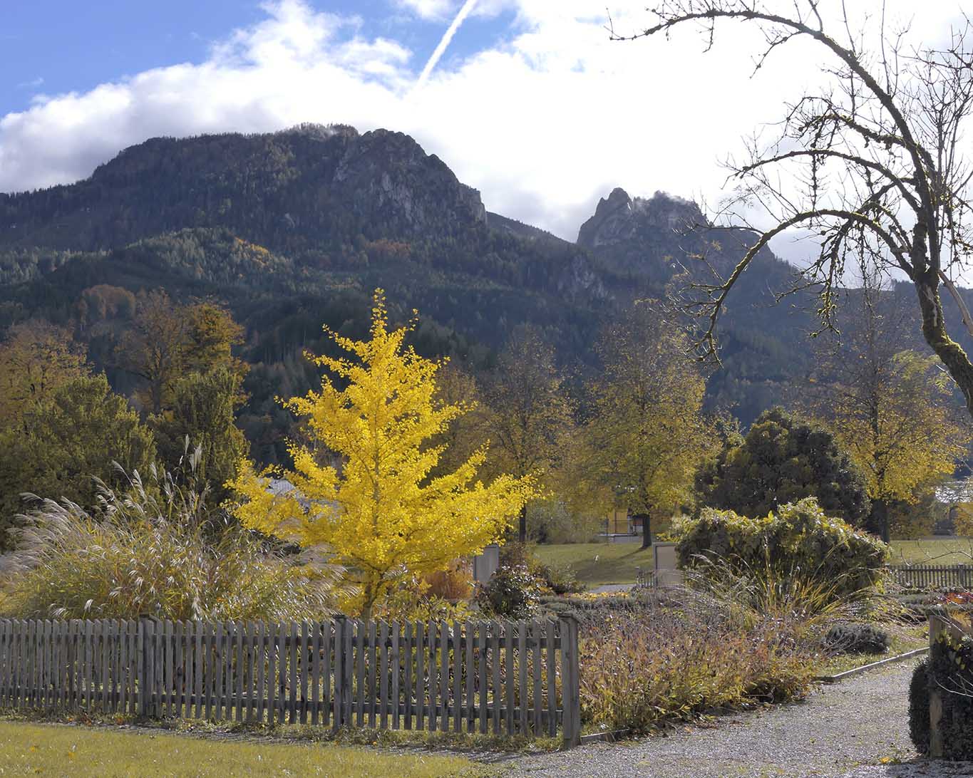 Alarmierend herbstlich schrill leuchtet der Ginkgo-Baum im Kräutergarten des Klosters Stift Admont.