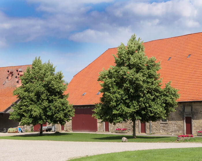 Lindenbäume - geschichtsträchtig und heilkräftig Sommerlinden und Winterlinden sind Heilpflanzen des Jahres 2025 gekürt durch den Paracelsus-Verein.