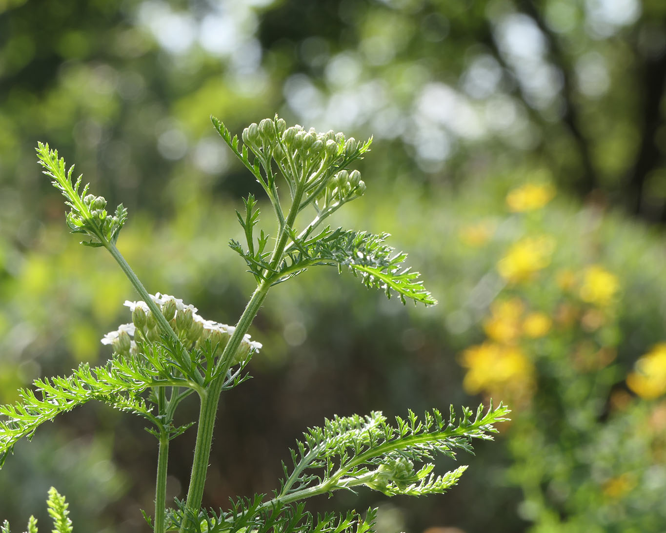 Schafgarbe im Kräutergarten des Klosters Oberzell bei Würzburg.