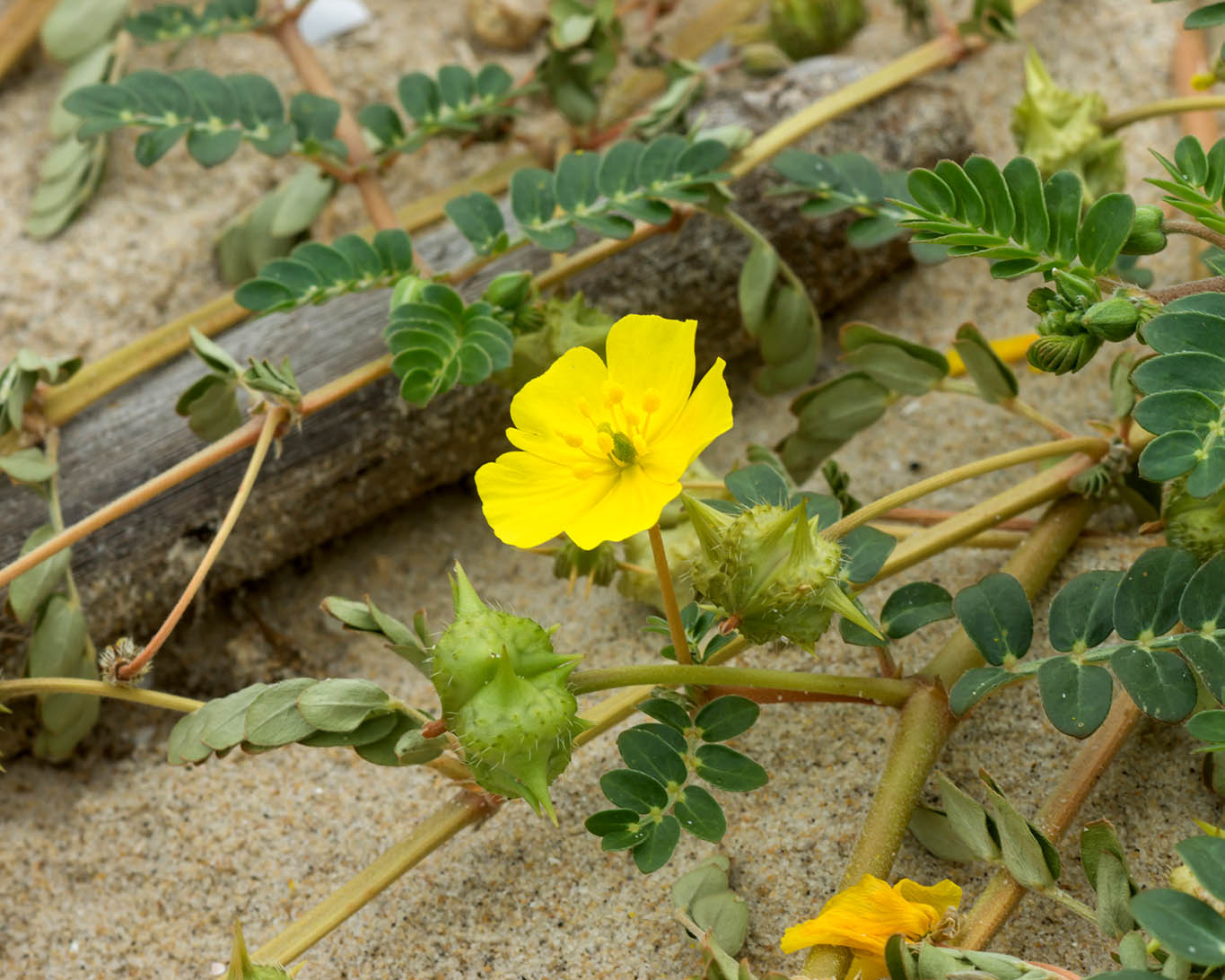 Newcomer aus dem Ayuveda soll Muskeln und Potenz verstärken: Erd-Burzeldorn (Tribulus terrestris L.).