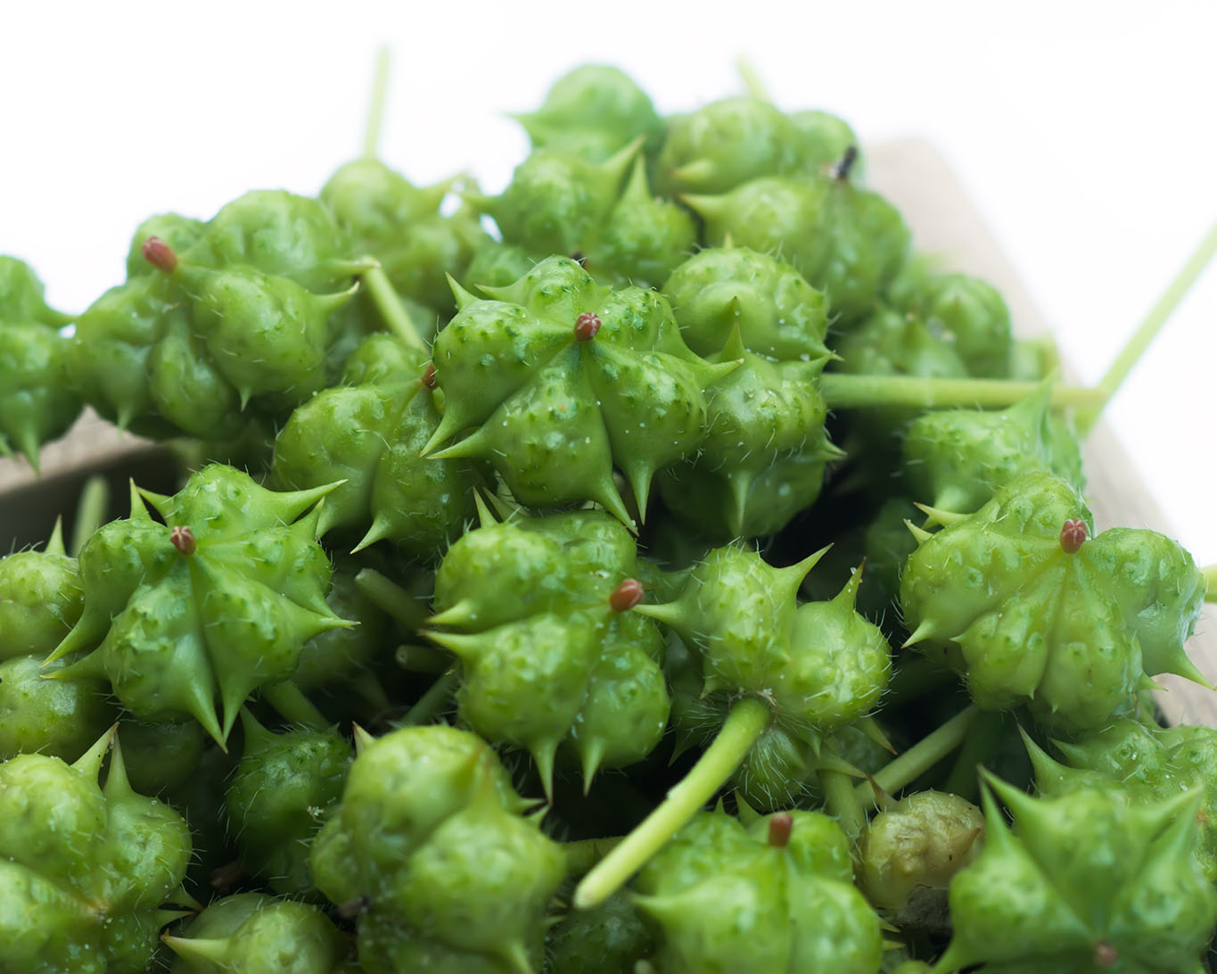 Die Samen sind Sternefrüchte mit kleinen Widerhaken und sind typisch für den Tribulus terrestris.