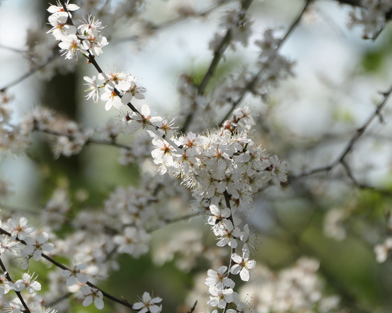 Frühling Schlehen blühen Atmo