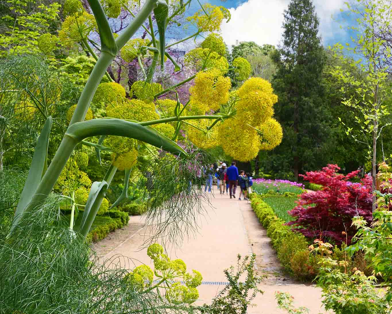 Der blühende Fenchel bietet alles auf um im bunten Chic der Stadt Madrid nicht unterzugehen.
