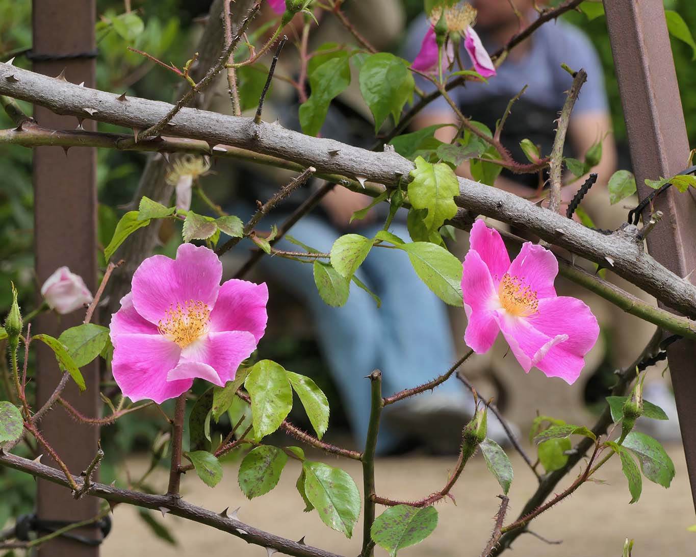 Eine erste zarte Bande im Frühling wagen nicht nur die Rosen.