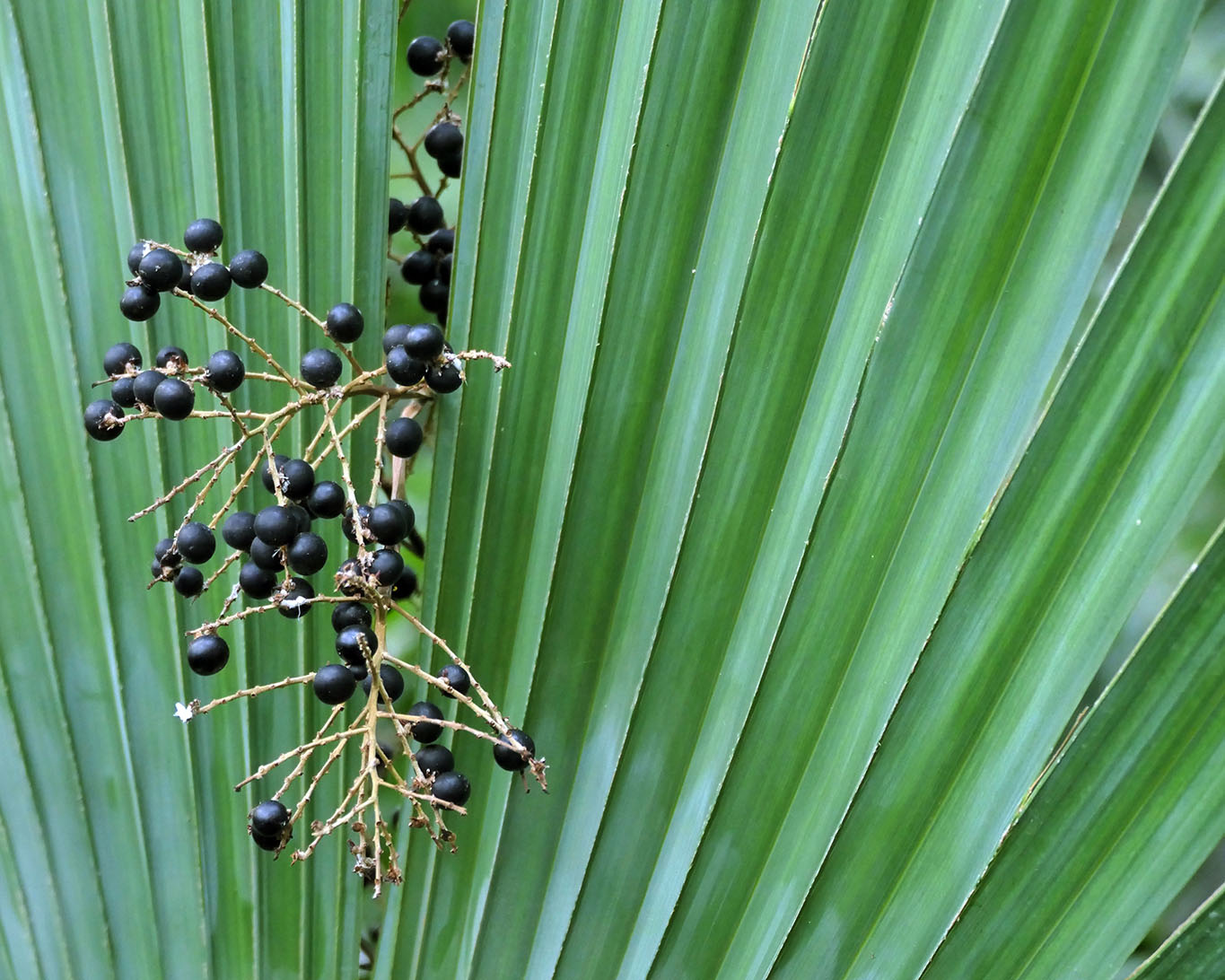 Blatt der Sägepalme (Serenoa repens) und Fruchtstände im Gewächshaus der Universität Potsdam.