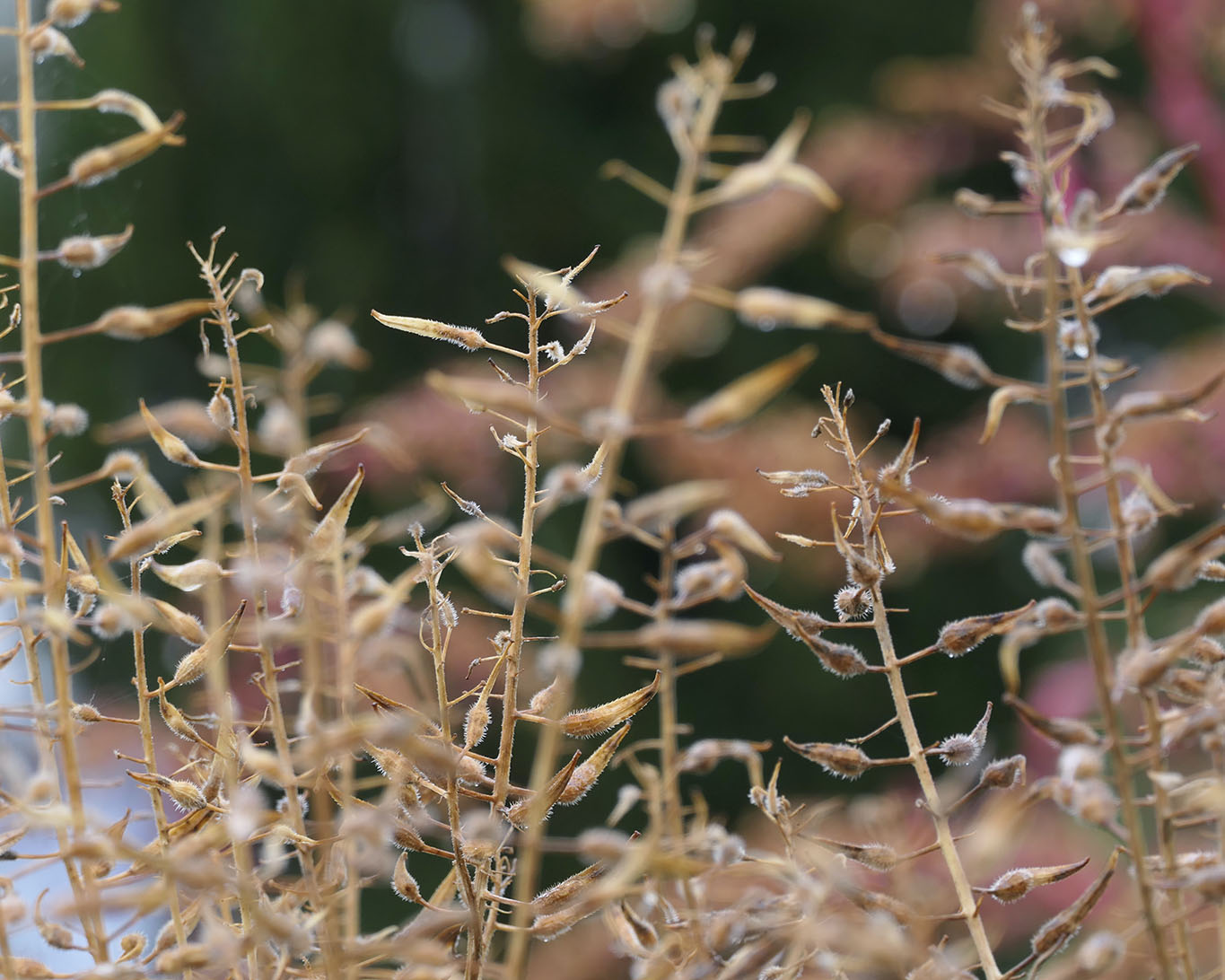Die kleinen Schoten sind die Fruchtstände des weissen Senfs im Herbst.