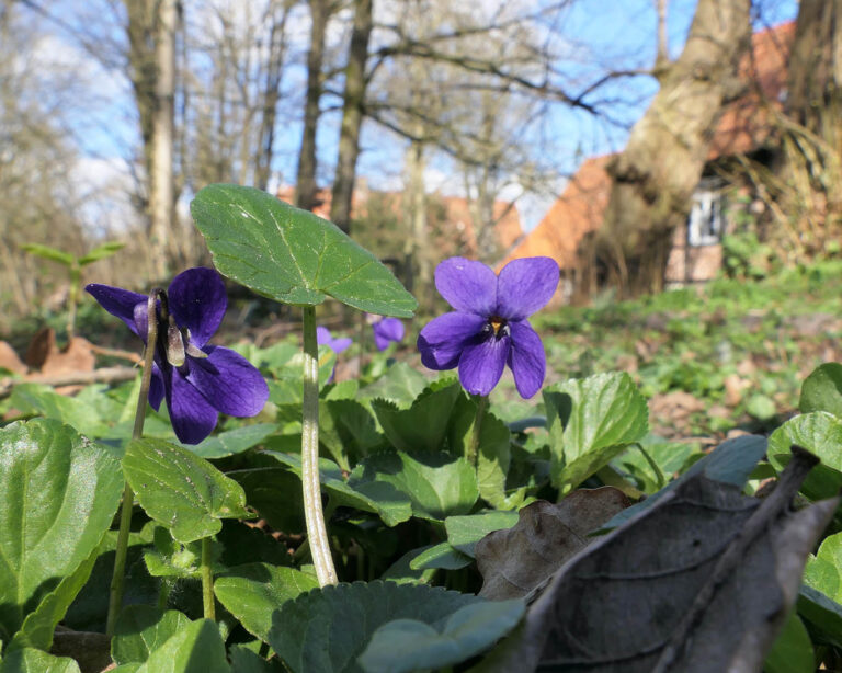 März-Veilchen (Viola odorata) sind die Aromatischen ihrer Art.