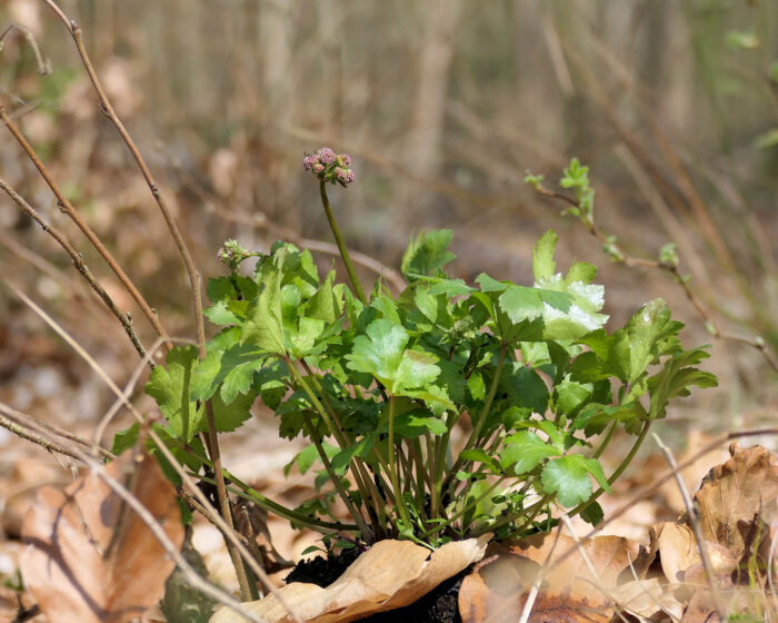 Wald-Sanikel ist ein wintergrüner Waldbewohner, der im Halbschatten gedeiht und von Mai bis Juli blüht.