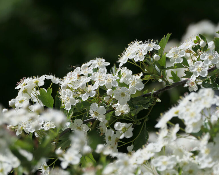 Filigrane Blüten des Weissdorns im leuchtenden Morgenlicht im Mai.
