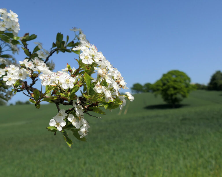 Blühende Weissdornsträucher sind nicht nur einen Augenweide. Für Insekten sind sie Nahrungsquellen. Für Menschen halten sie Wirkstoffe für die Herzgesundheit bereit.