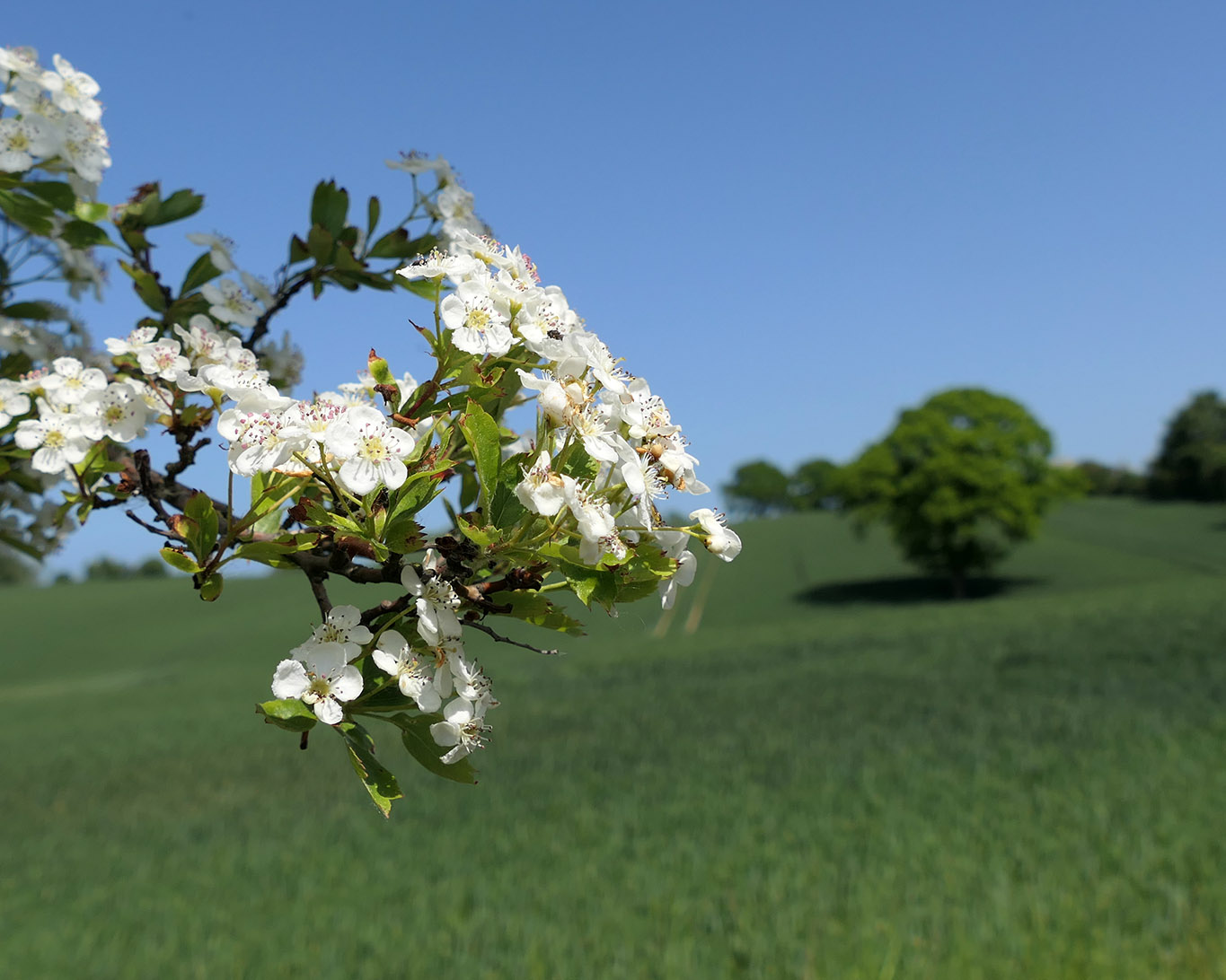 Blühende Weissdornsträucher sind nicht nur einen Augenweide. Für Insekten sind sie Nahrungsquellen. Für Menschen halten sie Wirkstoffe für die Herzgesundheit bereit.