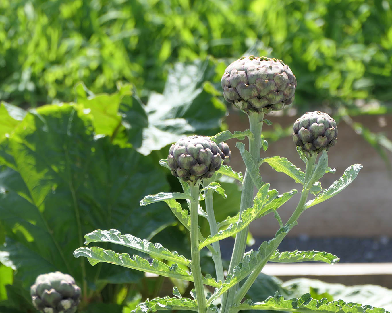 Artischocken im Garten des schweizerischen Kloster Kappel.