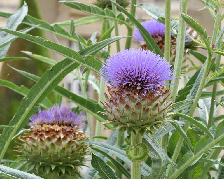Artischockenblüten im Garten der Abbaye aux Dames de Caen.