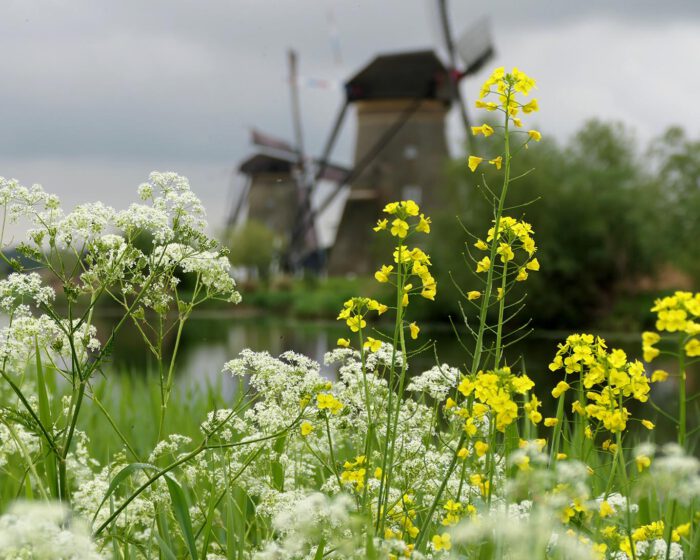 An den Ufern der Kanäle im holländischen Kinderdijk gedeiht eine Vielzahl wilder Pflanzen und Kräuter.