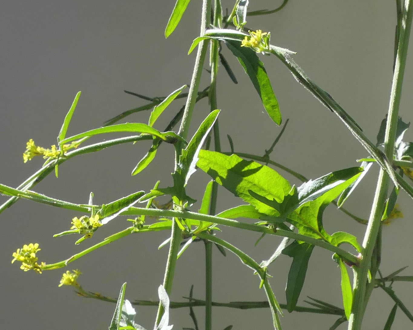 Die Wegrauke Sisymbrium officinale ist den meisten nur als Unkraut bekannt. Die Wirkung als Heilpflanze scheint vergessen.