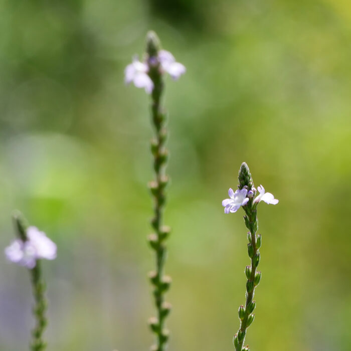 Verbena officinalis ist der lateinische Name für die Echte Verbene oder auch Eisenkraut. Es enthält Verbascoid.