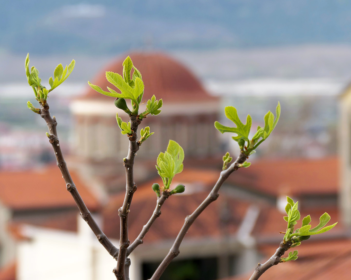 Zweige des Feigenbaums Ficus carica in der griechsichen Ortschaft Khalambaka.