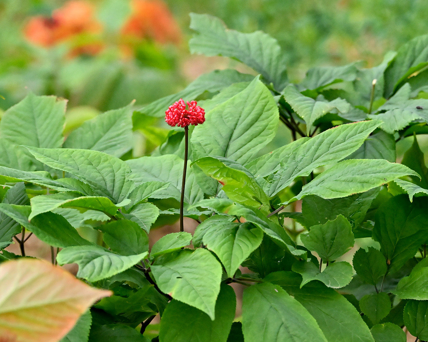 Der Koreanische Ginseng ist in lichten Wäldern zu Hause. Daher benötigt er feuchte luftige Böden ohne Staunässe. Direkte Sonneneinstrahlung verträgt er nicht. Im Sommer schützen bei Florafarm Zelte die zarten Pflanzen, die im Herbst ihr Laub komplett abwerfen.