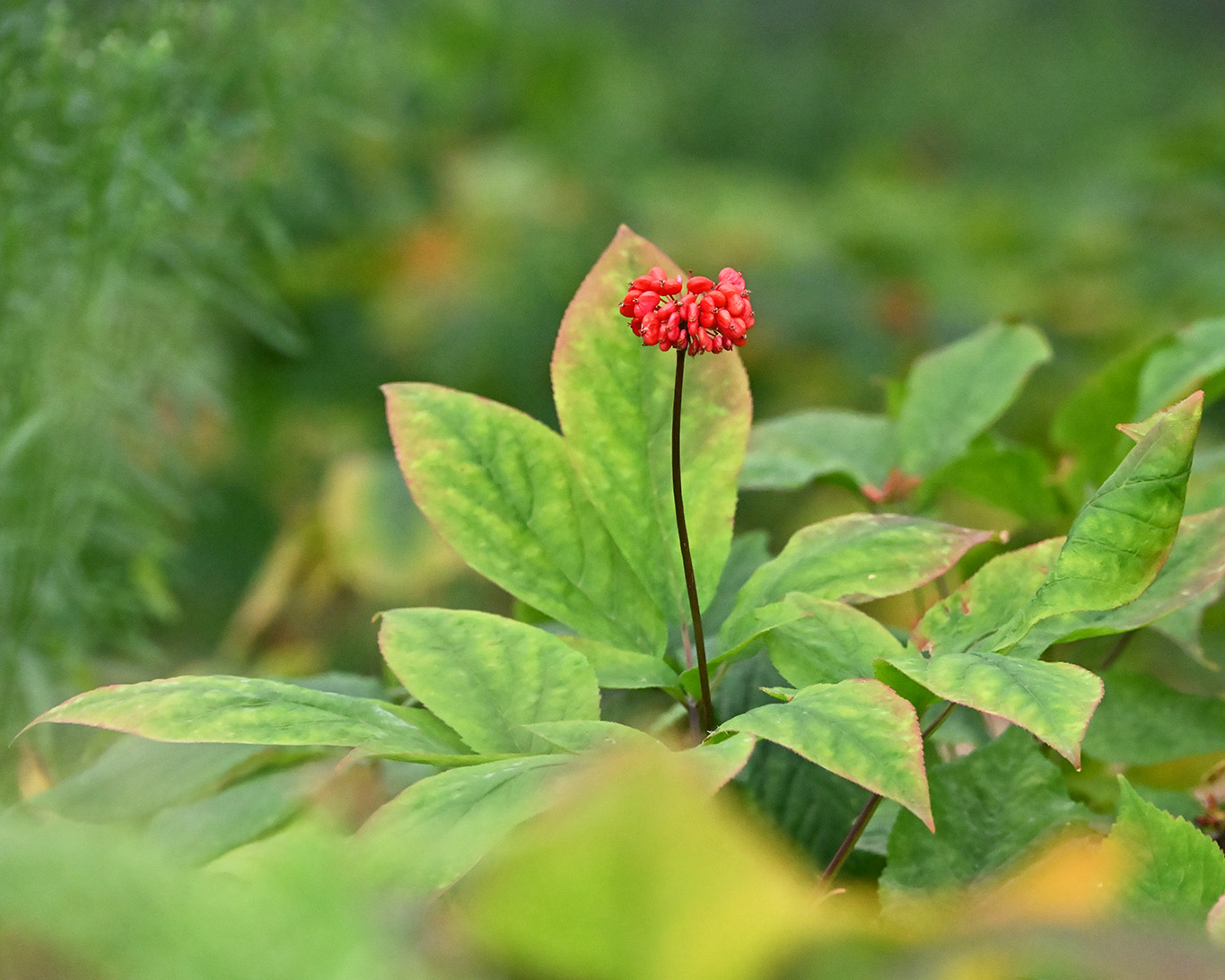 Koreanischer Ginseng wird professionell von einem niedersächsischen Landwirtschaftsbetrieb gezüchtet. Eine Ginsengpflanze mit Fruchtstand auf den Feldern der Florafarm in Bockhorn.