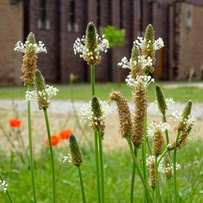 Blühender Spitzwegerich im Klostergarten der Zisterzienserinnen zu Helfta.