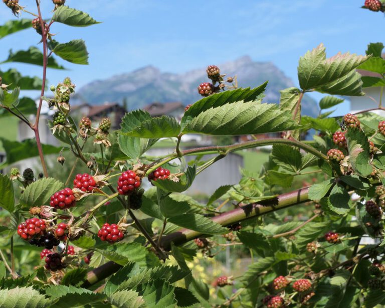 Die Brombeeren sind noch nicht reif, aber bieten einen schönen Durchblick auf den Pilatus aus dem Klostergarten Stans.