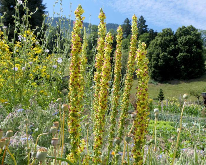 Königskerzen und anderes Jemös im Klostergarten St. Klara zu Stans mit Blick in die Berge.