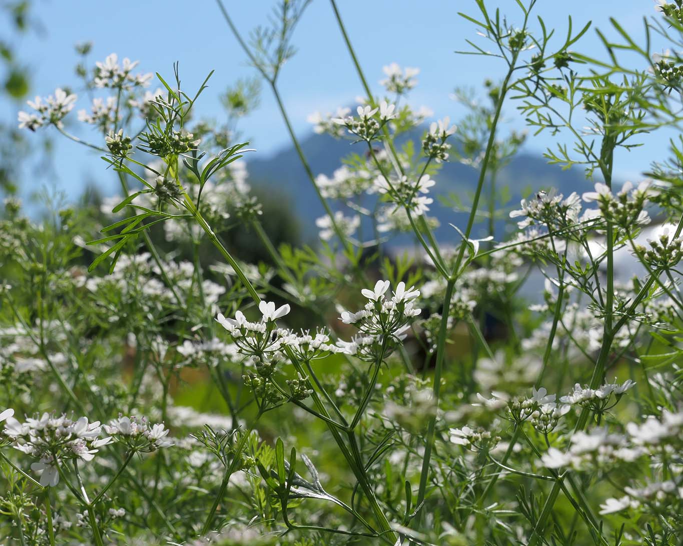 Blühender Koriander im Klostergarten St. Klara in Stans mit Blick auf die Schweizer Berge.