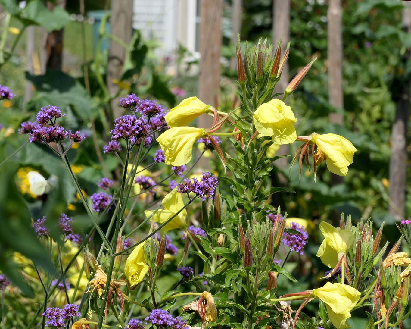 Nachtkerzen und amerikanische Verbene im schönsten Kontrast im Klostergarten St. Klara Stans.