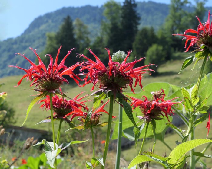 Goldmelisse in seiner schönsten Pracht vor den Nidwalder Bergen im Klostergarten St. Klara zu Stans.