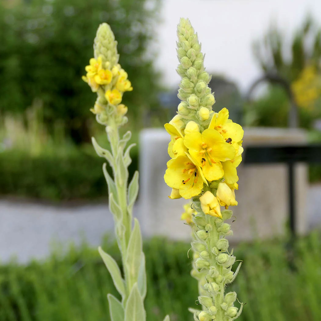 Die Funktion Bildbeschneiden in der Mediathek bei WordPress funktioniert nicht mehr. Sie ist unbrauchbar wie die Silbentrennung für Mobile.