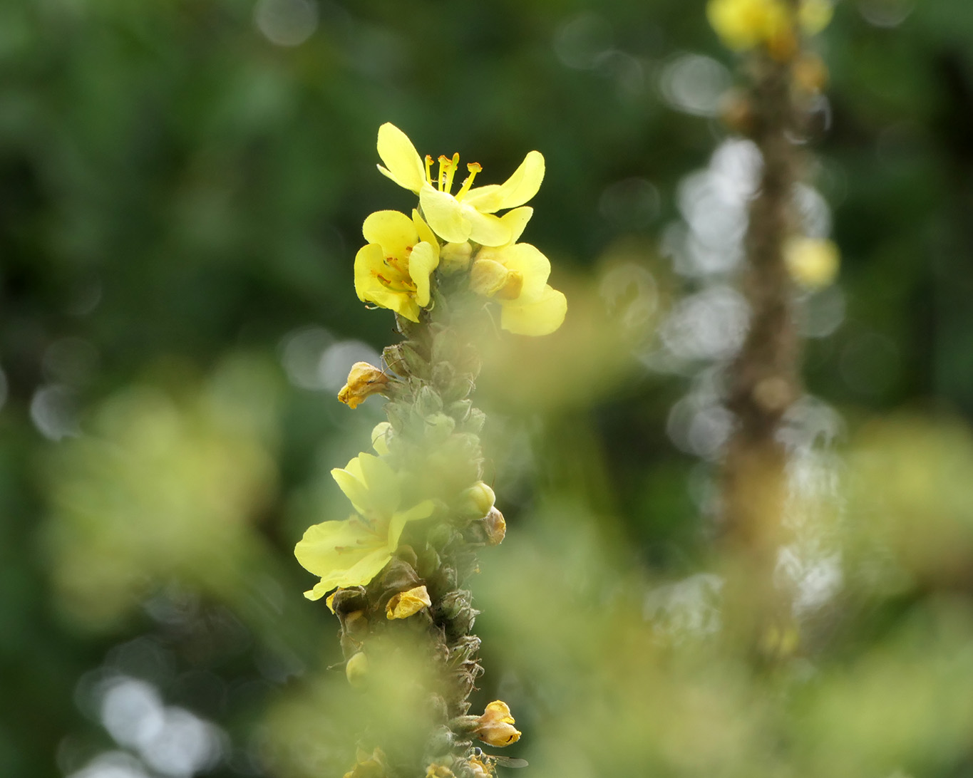 Blühende Königskerze im Klostergarten des Franziskanerinnenklosters Oberzell.