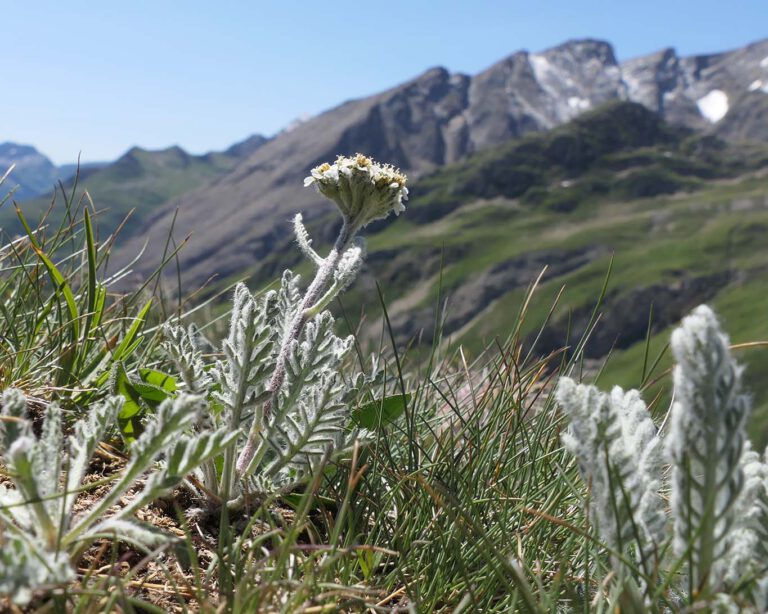 Die Bittere Schafgarbe besticht durch die aromatischen Blätter und wird auch weisser Speik genannt.
