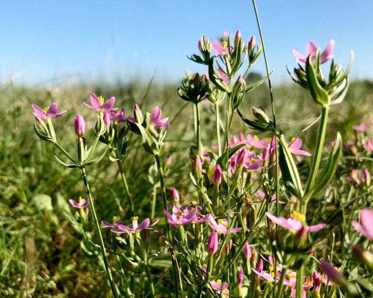 Tausendgüldenkraut ist eine Bitterpflanze und hilfreich bei Magenverstimmung und Menstruationsproblemen.