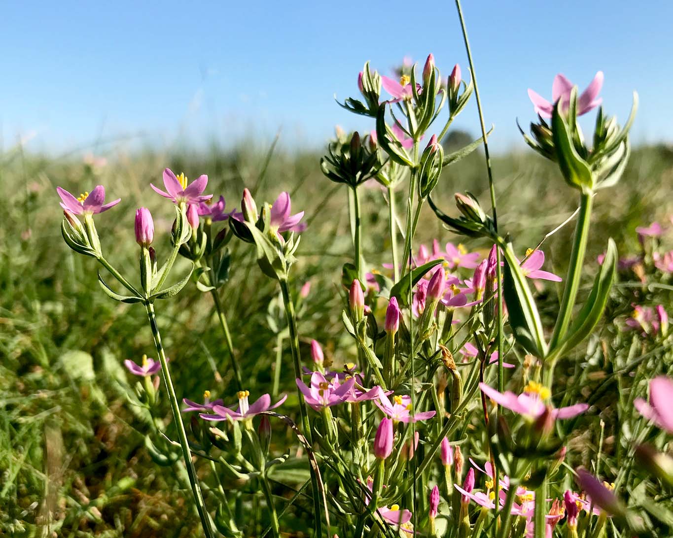 Tausendgüldenkraut ist eine Bitterpflanze und hilfreich bei Magenverstimmung und Menstruationsproblemen.