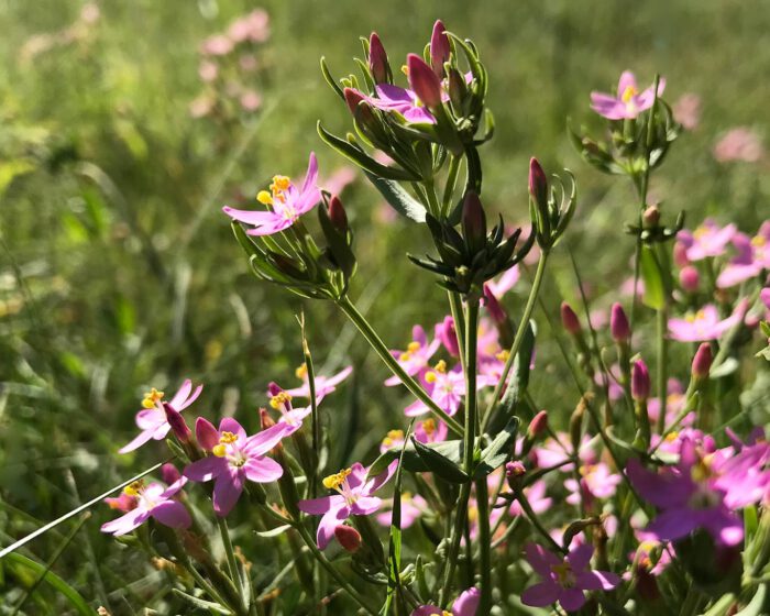 Fünf knallrosa Blütenblätter und ein knolliger gelber Blütenstempel sind das untrügliche Erkennungszeichen des Tausendgüldenkrauts.
