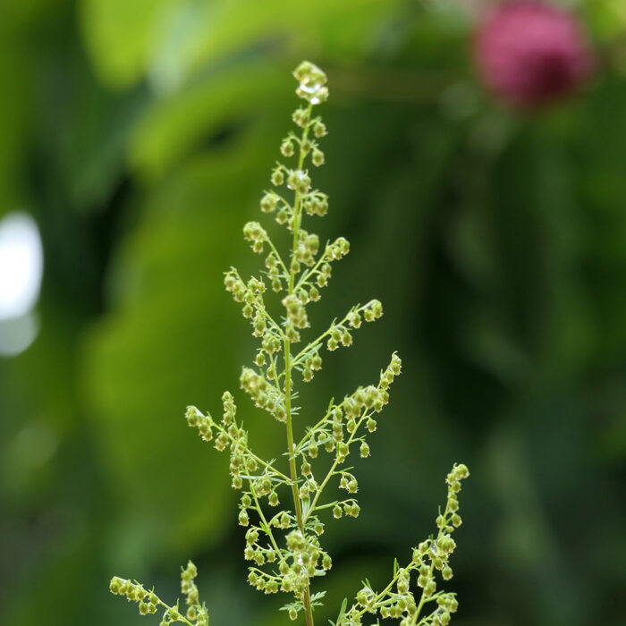 Artemisia annua oder auch Einjähriger Beifuss gehört zu den Artemisia-Gewächsen, von denen nur eine als Heilpflanze gilt.