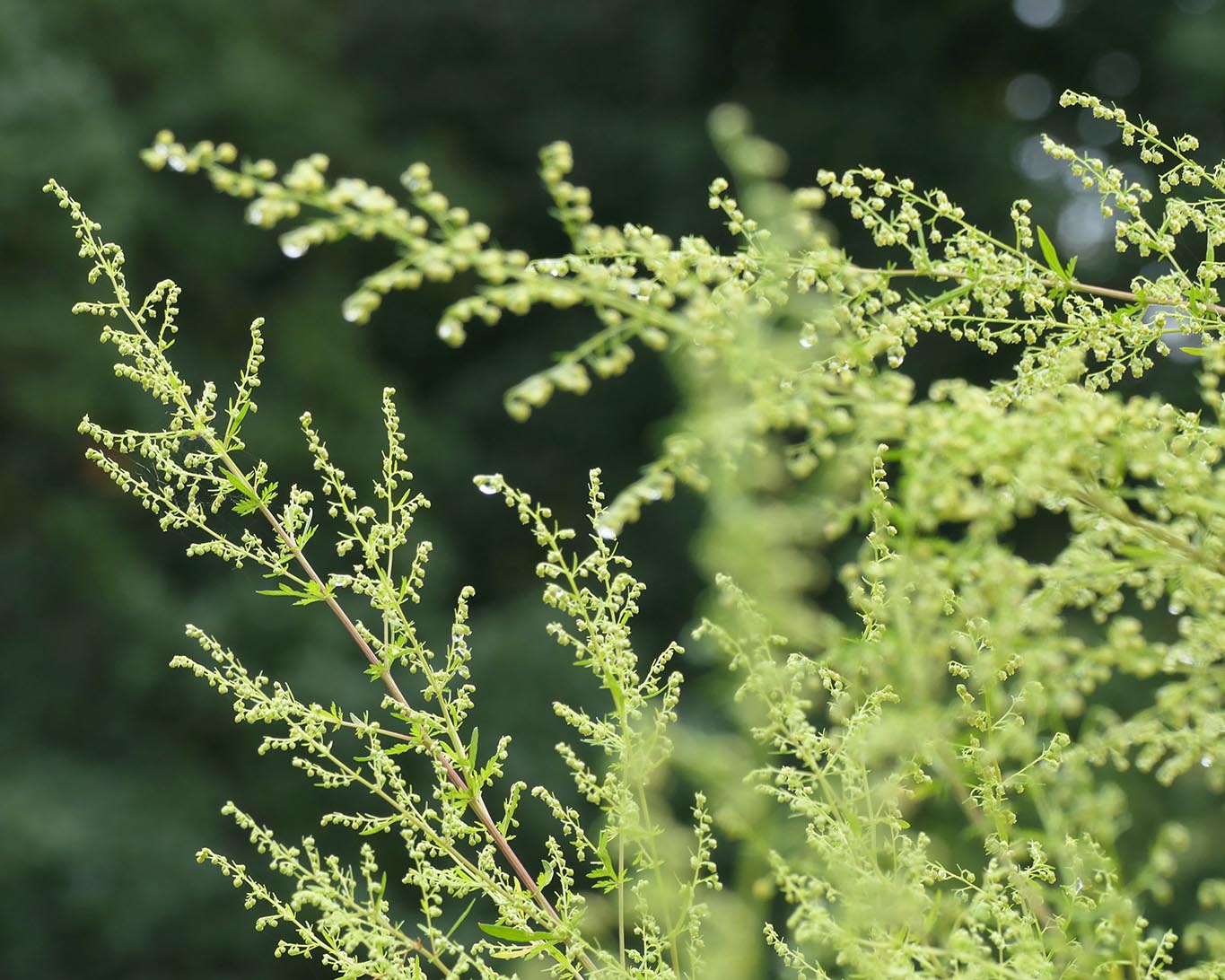 Einstiger Hoffnungsträger gegen die Covid-19-Pandemie der Einjährige Beifuss (Artemisia annua).