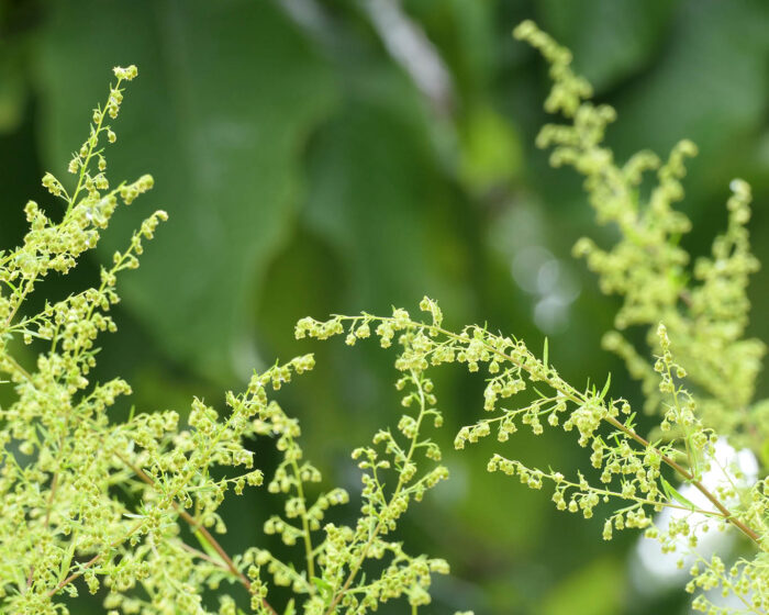 Typisch für den Einjährigen Beifuss (artemisia annua) sind die kleinen gelben Blüten und der aromatische Wohlgeruch.