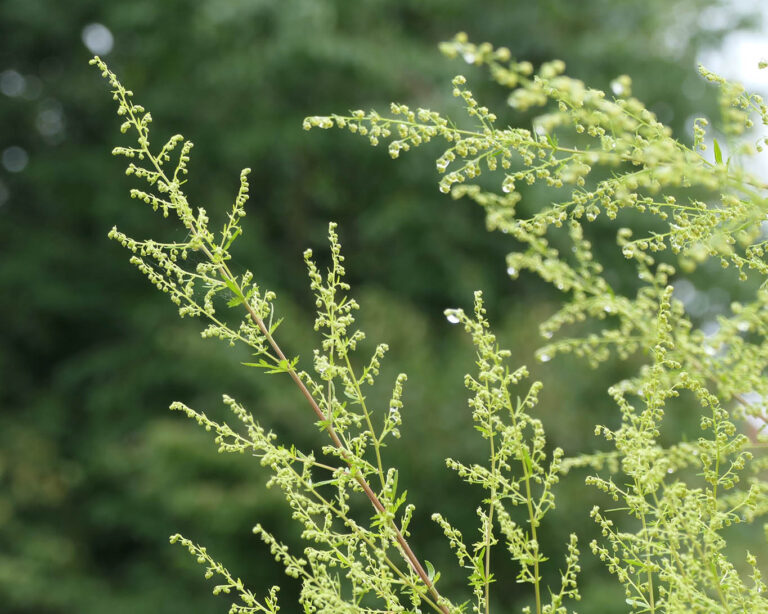 Einjähriger Beifuss (artemisia annua) wird immer wieder hochstilisiert als hochpotente Heilpflanze. Bedeutung hat sie bisher nur in der TCM.
