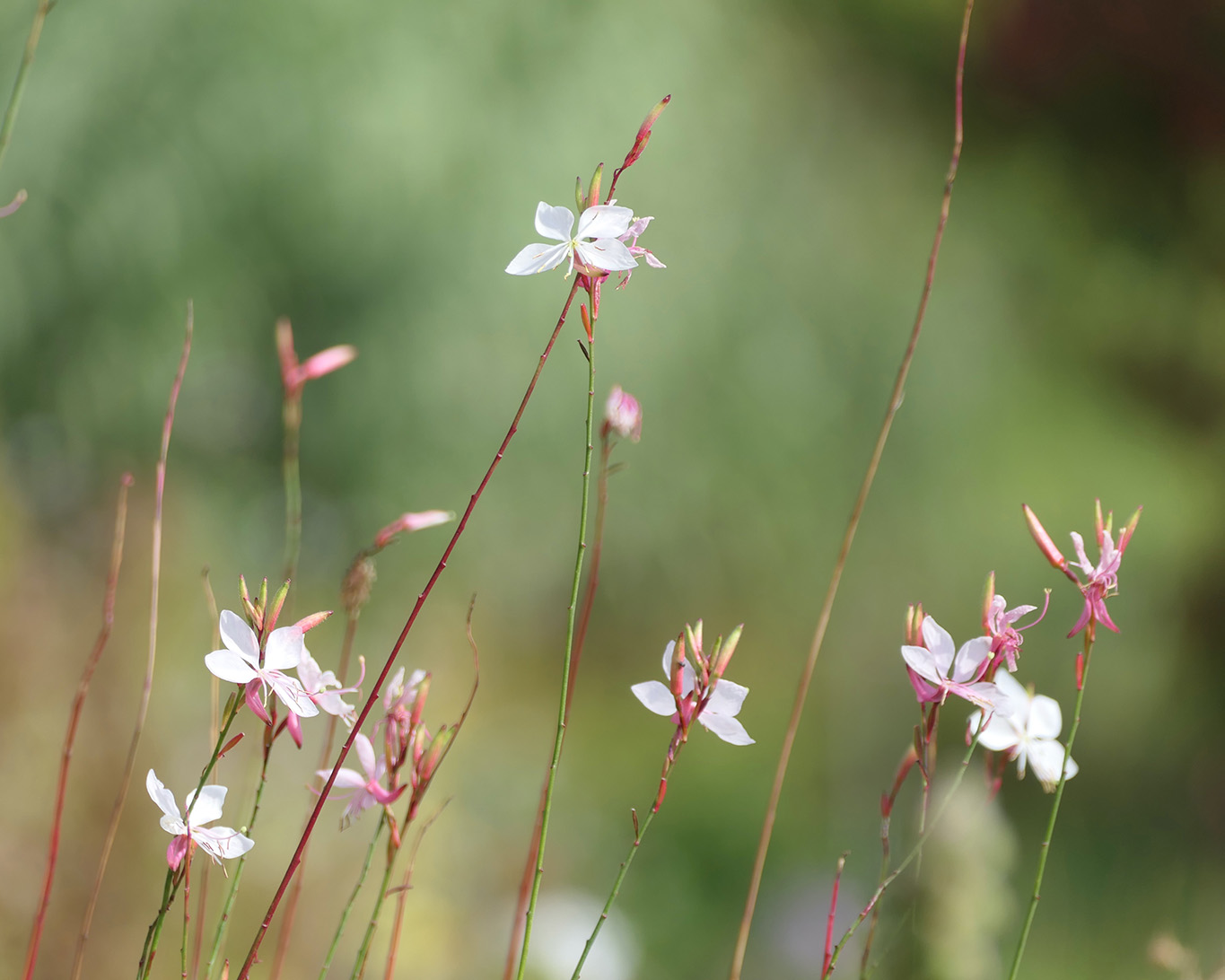 Asphodelus im Paradiesgarten Park Sanssouci