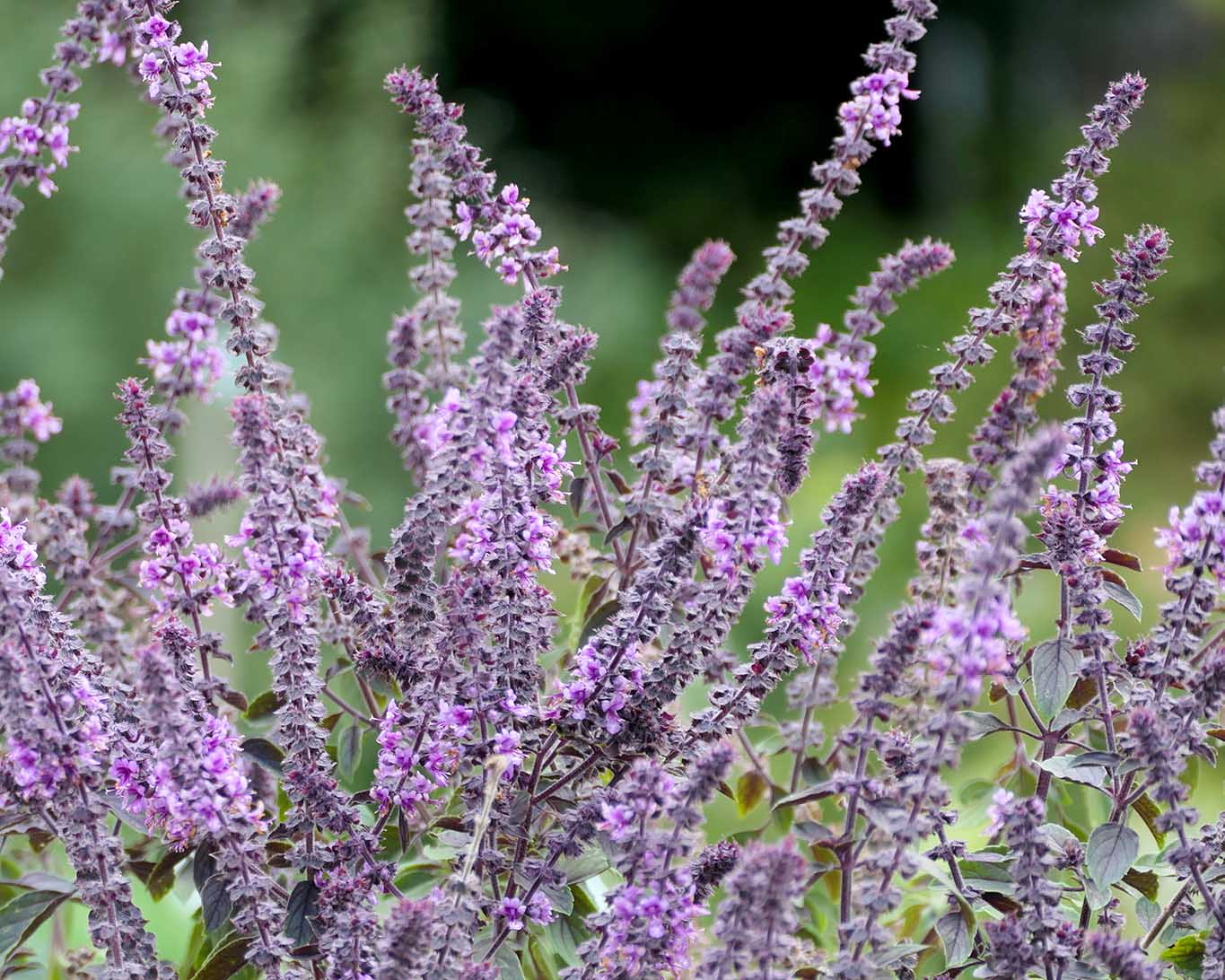 Blühendes Basilikum im Biologischen Garten der Universität Potsdam.